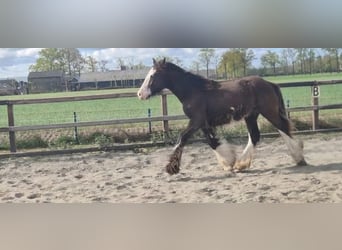 Irish Cob, Caballo castrado, 1 año, 165 cm, Morcillo