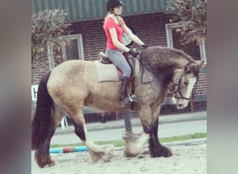 Irish Cob, Caballo castrado, 1 año, 165 cm, Morcillo
