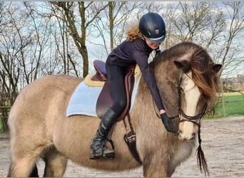 Irish Cob, Caballo castrado, 1 año, 165 cm, Morcillo