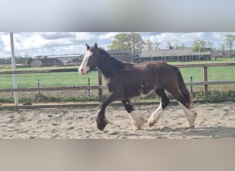Irish Cob, Caballo castrado, 1 año, 165 cm, Morcillo