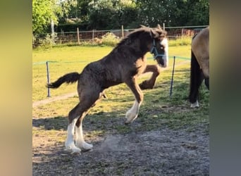 Irish Cob, Caballo castrado, 1 año, 165 cm, Morcillo