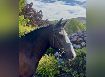 Irish Cob, Caballo castrado, 4 años, 138 cm, Castaño oscuro