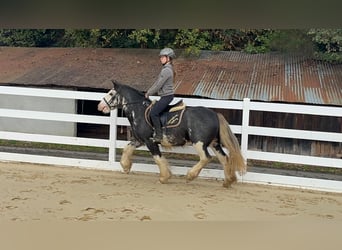 Irish Cob, Caballo castrado, 4 años, 148 cm, Ruano azulado
