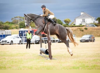 Irish Cob, Caballo castrado, 4 años, 155 cm, Tordo