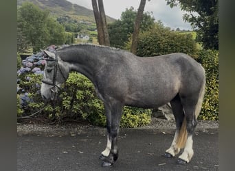 Irish Cob, Caballo castrado, 4 años, 155 cm, Tordo