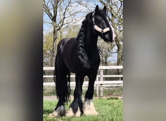 Irish Cob, Castrone, 1 Anno, 165 cm, Baio nero