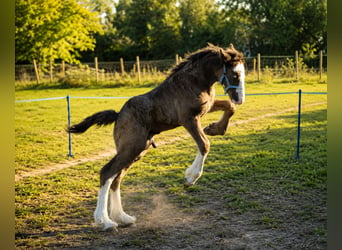 Irish Cob, Castrone, 1 Anno, 165 cm, Baio nero