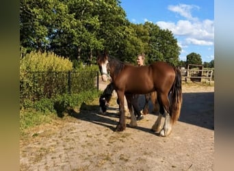 Irish Cob, Castrone, 1 Anno, 165 cm, Baio nero