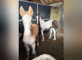 Irish Cob, Castrone, 1 Anno, 165 cm, Baio nero