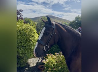 Irish Cob, Castrone, 4 Anni, 138 cm, Baio scuro