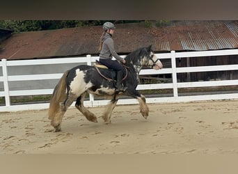 Irish Cob, Castrone, 4 Anni, 148 cm, Roano blu