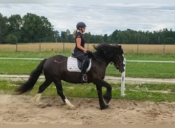 Irish Cob, Castrone, 4 Anni, 153 cm, Morello