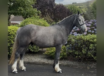 Irish Cob, Castrone, 4 Anni, 155 cm, Grigio