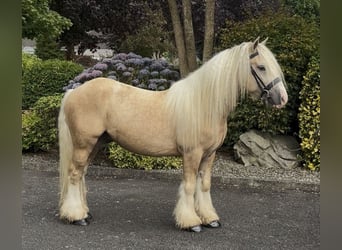 Irish Cob, Castrone, 6 Anni, 138 cm