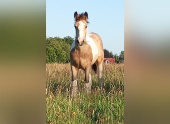 Irish Cob, Étalon, Poulain (03/2026), 160 cm, Buckskin