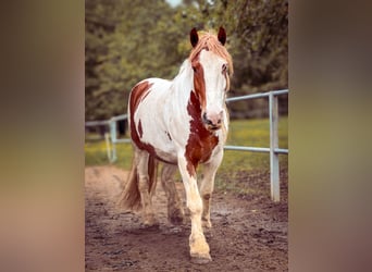 Irish Cob, Gelding, 12 years, 14.3 hh, Pinto