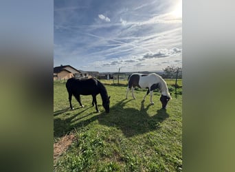 Irish Cob, Gelding, 14 years, 15.2 hh, Pinto
