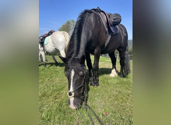Irish Cob, Gelding, 18 years, 15.1 hh, Black