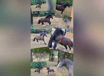 Irish Cob, Gelding, 3 years, 13.2 hh, Black