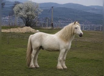 Irish Cob Mix, Gelding, 3 years, White