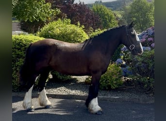 Irish Cob, Gelding, 4 years, 13.2 hh, Bay-Dark