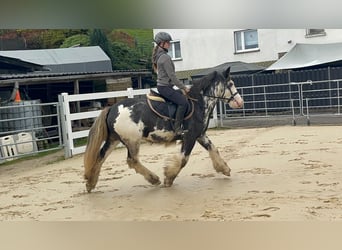 Irish Cob, Gelding, 4 years, 14.2 hh, Roan-Blue