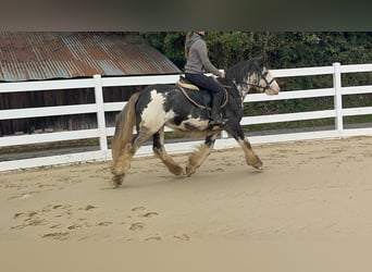 Irish Cob, Gelding, 4 years, 14.2 hh, Roan-Blue