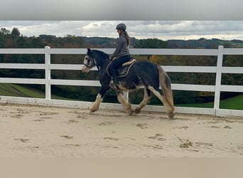 Irish Cob, Gelding, 4 years, 14.2 hh, Roan-Blue