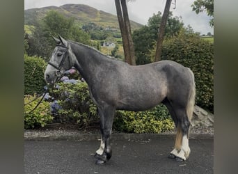 Irish Cob, Gelding, 4 years, 15.1 hh, Grey
