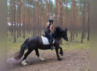 Irish Cob, Gelding, 4 years, 15 hh, Black