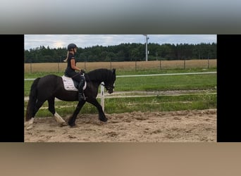 Irish Cob, Gelding, 4 years, 15 hh, Black