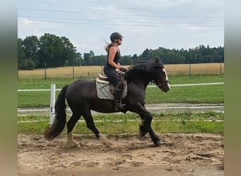 Irish Cob, Gelding, 4 years, 15 hh, Black