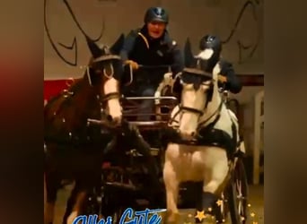 Irish Cob, Giumenta, 14 Anni, 157 cm, Grigio