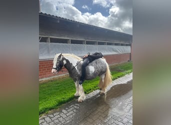 Irish Cob, Giumenta, 16 Anni, 135 cm, Pezzato