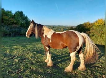 Irish Cob, Giumenta, 18 Anni, 160 cm, Pezzato