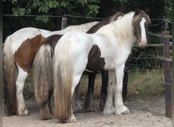 Irish Cob, Giumenta, 5 Anni, 150 cm, Tobiano-tutti i colori