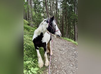 Irish Cob, Giumenta, 6 Anni, 140 cm, Pezzato