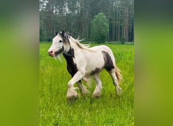 Irish Cob, Hengst, 1 Jahr, 140 cm, Tobiano-alle-Farben