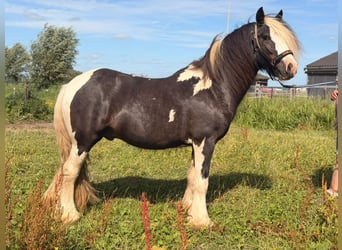 Irish Cob, Hengst, 2 Jahre, 145 cm, Schecke