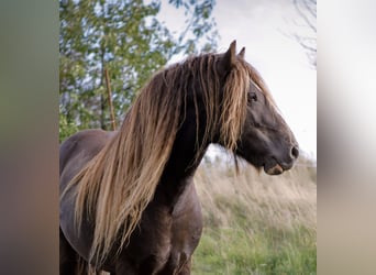 Irish Cob, Hengst, 7 Jahre, 145 cm