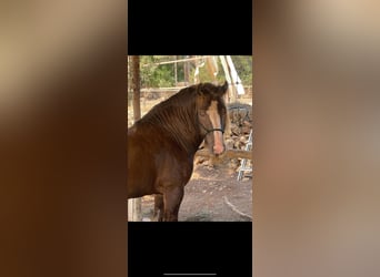 Irish Cob, Hengst, 9 Jahre, 146 cm, Champagne