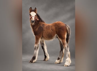 Irish Cob, Hengst, Fohlen (06/2026), 135 cm, Rotbrauner