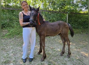 Irish Cob Mix, Hengst, Fohlen (04/2026), 150 cm, Rappe