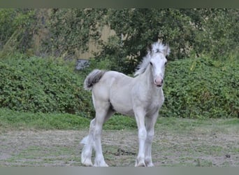 Irish Cob, Hengst, Fohlen (05/2026), Palomino