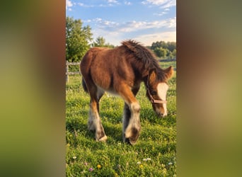 Irish Cob, Hengst, Veulen (06/2026), 135 cm, Roodbruin