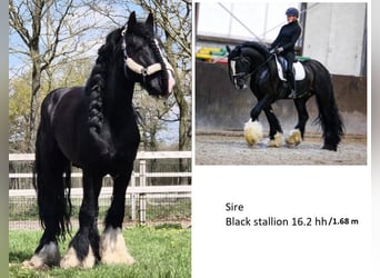 Irish Cob, Hongre, 1 Année, 165 cm, Bai brun foncé