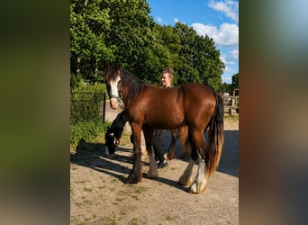 Irish Cob, Hongre, 1 Année, 165 cm, Bai brun foncé