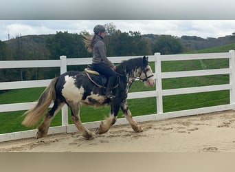 Irish Cob, Hongre, 4 Ans, 148 cm, Rouan Bleu