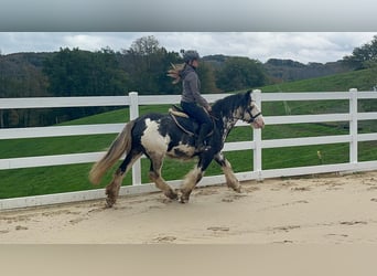 Irish Cob, Hongre, 4 Ans, 148 cm, Rouan Bleu