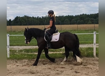 Irish Cob, Hongre, 4 Ans, 153 cm, Noir